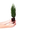 Hands holding plant cypress seedling with soil on white isolated background. Earth Day April 22 concept. Save world Royalty Free Stock Photo