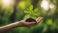 hands holding a plant A female hand holding a small tree on a green background. The hand is gentle and caring, and the tree