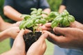 Hands holding plants outside in nature on a bright sunny day. Closeup of multiethnic hands holding soil with plants as a Royalty Free Stock Photo