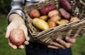 Hands holding potatoes on the basket organic produce from farm