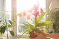 hands holding a potted orchid in a bright, sunlit nursery Royalty Free Stock Photo