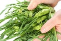 Hands holding puntarelle Royalty Free Stock Photo