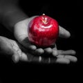 Hands holding a red apple, the forbidden fruit Royalty Free Stock Photo