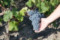 Hands holding a red grape cluster. Royalty Free Stock Photo