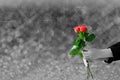 Hands holding red rose flower on gray lights blurry and bokeh