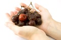 Hands holding ripe cherries Royalty Free Stock Photo