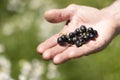 Hands holding ripe red currant berries with bright light