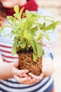 Hands holding sage with roots Royalty Free Stock Photo