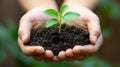 Hands holding a sapling in soil. Royalty Free Stock Photo