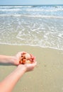 Hands holding seashells on the beach. Royalty Free Stock Photo