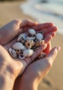 Hands Holding Seashells on Sandy Beach at Sunset Royalty Free Stock Photo