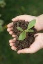 hands holding seedling