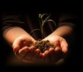 Hands Holding Seedling