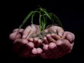 HANDS HOLDING SEEDLING