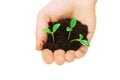 Hands holding seedlings Royalty Free Stock Photo