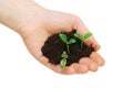 Hands holding seedlings Royalty Free Stock Photo
