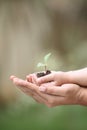 hands holding seedlings