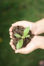 hands holding seedlings