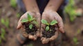 Hands Holding Seedlings Show Earth and Life Growing Concept Royalty Free Stock Photo