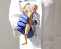 Hands holding skinless human body 3d model. Body circulatory and muscular systems. Anatomy medical concept