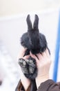 Hands holding small black rabbit. Small black rabbit closeup. Royalty Free Stock Photo