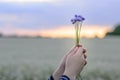 Hands holding a small bouquet of cornflowers against the background of the evening sky and a flower field Royalty Free Stock Photo