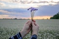 Hands holding a small bouquet of cornflowers against the background of the evening sky and a flower field Royalty Free Stock Photo