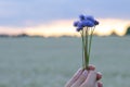 Hands holding a small bouquet of cornflowers against the background of the evening sky and a flower field Royalty Free Stock Photo