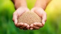 Hands Holding Small Brown Seeds Royalty Free Stock Photo