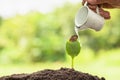 Hands holding a small bucket to water the plants watering young tree green.Planting seedlings to reduce global warming. Green Royalty Free Stock Photo