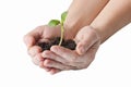 Hands holding small green plant isolated on white background Royalty Free Stock Photo