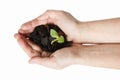 Hands holding small green plant isolated on white background Royalty Free Stock Photo