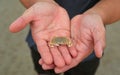 Hands Holding small hermit crab and ghost crab