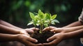 Hands Holding Small Plant in Fertile Soil - Environmental Sustainability and Nurturing Growth