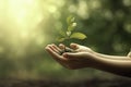 Hands Holding Small Plant