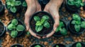 The hands holding seedling.AI generated image Royalty Free Stock Photo