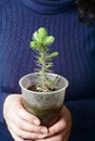 Hands holding a small tree in pot Royalty Free Stock Photo