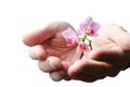 Hands holding small young flower, young orchid isolated on white Royalty Free Stock Photo