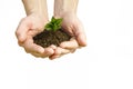 Hands holding small young plant, young tree isolated on white ba Royalty Free Stock Photo