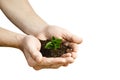 Hands holding small young plant, young tree isolated on white ba Royalty Free Stock Photo