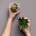 Hands holding succulent and cactus plants, top view