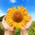 Hands holding sunflower