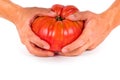 Hands holding tomato Royalty Free Stock Photo