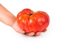 Hands holding tomato Royalty Free Stock Photo