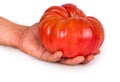 Hands holding tomato