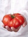 Hands holding tomato Royalty Free Stock Photo