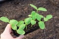 Hands holding a tray with fresh sprouted cucumber seedlings on garden bed soil background. Gardening