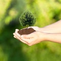 Hands holding a tree