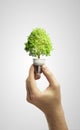 Hands holding tree growing out of electric bulb Royalty Free Stock Photo