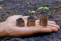 Hands holding tress growing on coins Royalty Free Stock Photo